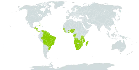 Rhynchospora holoschoenoides world distribution map, present in Angola, Benin, Bahamas, Belize, Bolivia (Plurinational State of), Brazil, Botswana, Congo, Costa Rica, Cuba, Dominica, Gabon, Ghana, Guinea, Guinea-Bissau, Guatemala, Guyana, Honduras, Jamaica, Liberia, Madagascar, Mozambique, Mauritius, Namibia, Nigeria, Nicaragua, Panama, Puerto Rico, Paraguay, Senegal, Sierra Leone, Suriname, Tanzania, United Republic of, Uruguay, Venezuela (Bolivarian Republic of), South Africa, Zambia, and Zimbabwe