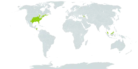 Rhynchospora macrostachya world distribution map, present in Åland Islands, Canada, Micronesia (Federated States of), Georgia, Malaysia, Nicaragua, and United States of America