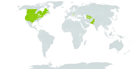 Ribes aureum world distribution map, present in Canada, Croatia, Pakistan, Slovakia, Turkmenistan, United States of America, and Uzbekistan