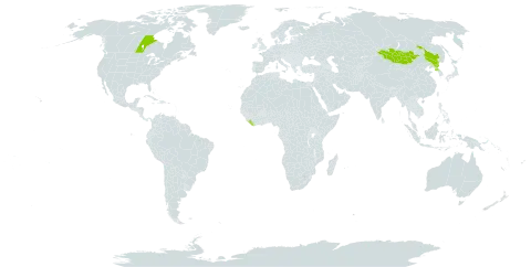 Ribes diacanthum world distribution map, present in Canada, China, Liberia, Mongolia, and Korea (Democratic People's Republic of)