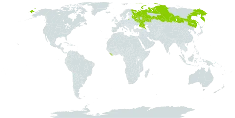 Ribes spicatum subsp. lapponicum world distribution map, present in China, Liberia, and Russian Federation