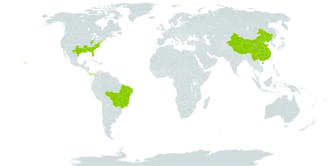 Richardia scabra world distribution map, present in Brazil, China, Panama, and United States of America