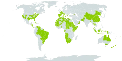 Ricinus communis world distribution map, present in Aruba, Angola, Åland Islands, Albania, Andorra, Australia, Benin, Burkina Faso, Bangladesh, Bahamas, Belize, Bermuda, Brazil, Botswana, Central African Republic, China, Cook Islands, Cabo Verde, Costa Rica, Cuba, Cayman Islands, Djibouti, Dominica, Algeria, Egypt, Eritrea, Spain, Ethiopia, Fiji, France, Gabon, Georgia, Guinea, Gambia, Guinea-Bissau, Greece, Honduras, Haiti, Indonesia, Italy, Jamaica, Kenya, Libya, Morocco, Maldives, Mali, Mauritania, Namibia, Norfolk Island, Nicaragua, Nauru, New Zealand, Oman, Pakistan, Panama, Pitcairn, Palau, Puerto Rico, Korea (Democratic People's Republic of), Portugal, Paraguay, Rwanda, Sudan, Senegal, Somalia, Chad, Togo, Thailand, Tonga, Tunisia, Uruguay, United States of America, Venezuela (Bolivarian Republic of), Wallis and Futuna, and South Africa