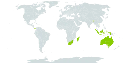 Rinorea world distribution map, present in Australia, China, Indonesia, India, Madagascar, Panama, Puerto Rico, and South Africa