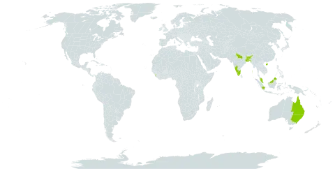 Rinorea bengalensis world distribution map, present in Australia, Bangladesh, China, Indonesia, India, Iceland, Sri Lanka, Malaysia, Puerto Rico, and United States of America