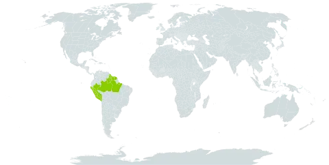 Rinorea brevipes world distribution map, present in Brazil, French Guiana, Guyana, Peru, and Suriname