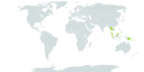 Rinorea horneri world distribution map, present in Brunei Darussalam, Indonesia, Malaysia, Philippines, Papua New Guinea, Solomon Islands, and Thailand