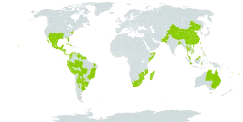 Rivina humilis world distribution map, present in Anguilla, Argentina, Antigua and Barbuda, Australia, Bonaire, Sint Eustatius and Saba, Bangladesh, Bahamas, Belize, Bolivia (Plurinational State of), Brazil, Barbados, China, Colombia, Costa Rica, Cuba, Cayman Islands, Dominica, Ecuador, Fiji, Guadeloupe, Grenada, Guatemala, French Guiana, Guyana, Honduras, Indonesia, India, Jamaica, Saint Lucia, Sri Lanka, Madagascar, Mexico, Mozambique, Montserrat, Martinique, Mauritius, Malaysia, Nicaragua, Pakistan, Panama, Peru, Philippines, Puerto Rico, Portugal, Paraguay, Réunion, Singapore, El Salvador, Somalia, Suriname, Turks and Caicos Islands, Thailand, Tonga, Trinidad and Tobago, Taiwan, Province of China, United States Minor Outlying Islands, Uruguay, United States of America, Saint Vincent and the Grenadines, Venezuela (Bolivarian Republic of), Viet Nam, Vanuatu, South Africa, and Zimbabwe