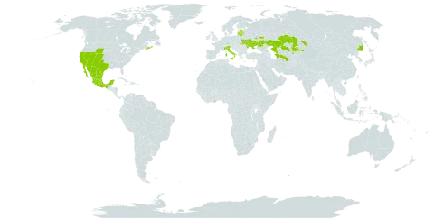 Robinia neomexicana world distribution map, present in Canada, Estonia, Georgia, Ghana, Italy, Kazakhstan, Lithuania, Latvia, Moldova (Republic of), Mexico, Russian Federation, Turkmenistan, Ukraine, United States of America, and Uzbekistan