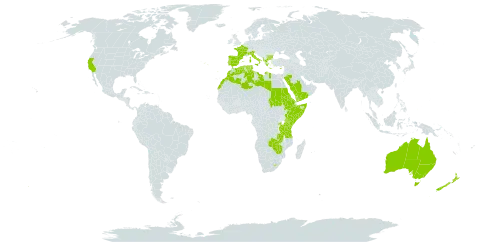 Romulea world distribution map, present in Albania, Australia, Burkina Faso, Bulgaria, Cyprus, Algeria, Eritrea, Spain, Ethiopia, France, Greece, Italy, Kenya, Libya, Lesotho, Morocco, Norfolk Island, New Zealand, Palau, Portugal, Rwanda, Saudi Arabia, Sudan, Somalia, Turks and Caicos Islands, Tunisia, Tanzania, United Republic of, Uganda, United States of America, Yemen, Zambia, and Zimbabwe