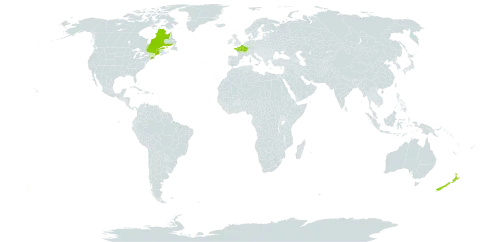 Rorippa amphibia world distribution map, present in Canada, France, New Zealand, and United States of America