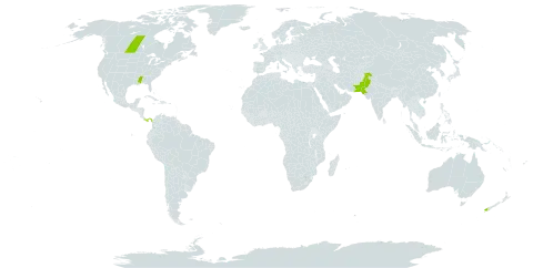 Rorippa islandica world distribution map, present in Canada, New Zealand, Pakistan, Panama, and United States of America