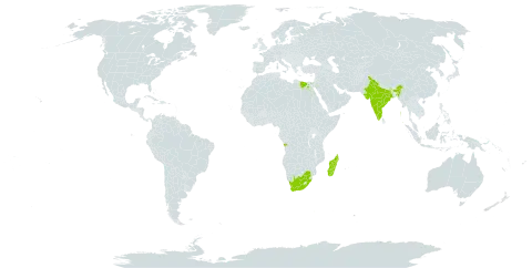 Rorippa micrantha world distribution map, present in Angola, Egypt, India, Madagascar, and South Africa