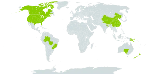 Rorippa palustris world distribution map, present in Australia, Brazil, Canada, China, France, India, New Zealand, Papua New Guinea, and United States of America