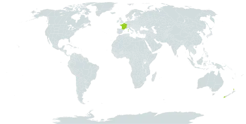 Rorippa pyrenaica world distribution map, present in France and New Zealand