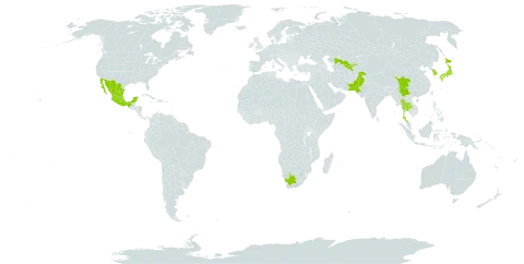 Rosa banksiae world distribution map, present in China, Japan, Korea (Republic of), Mexico, Nepal, Pakistan, Thailand, Uzbekistan, and South Africa