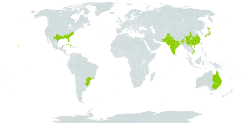 Rosa laevigata world distribution map, present in Australia, Brazil, China, Cuba, India, Jamaica, Japan, Nepal, Pakistan, Portugal, Sao Tome and Principe, Trinidad and Tobago, Taiwan, Province of China, United States of America, and Viet Nam