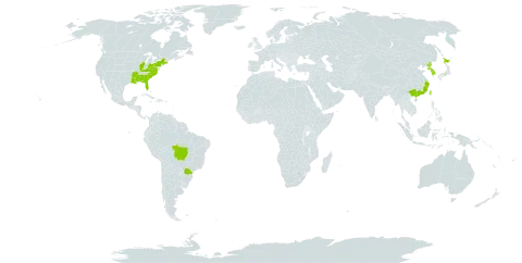 Rosa luciae world distribution map, present in Brazil, China, Japan, Korea (Republic of), Philippines, Korea (Democratic People's Republic of), Taiwan, Province of China, and United States of America