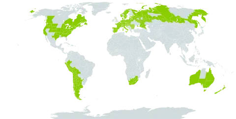 Rosa rubiginosa world distribution map, present in Andorra, Argentina, Australia, Austria, Belgium, Bulgaria, Bosnia and Herzegovina, Belarus, Bolivia (Plurinational State of), Canada, Switzerland, Chile, Czech Republic, Germany, Denmark, Spain, Estonia, France, United Kingdom of Great Britain and Northern Ireland, Croatia, Hungary, Italy, Liechtenstein, Lesotho, Lithuania, Luxembourg, Latvia, Moldova (Republic of), Montenegro, Netherlands, Norway, New Zealand, Peru, Poland, Portugal, Romania, Russian Federation, Serbia, Slovakia, Slovenia, Sweden, Ukraine, United States of America, and South Africa