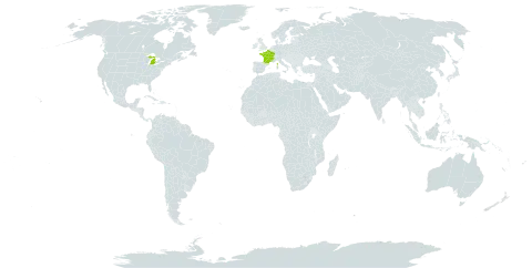 Rosa x alba world distribution map, present in France and United States of America