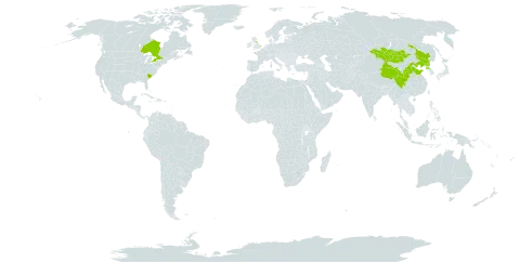 Rosa xanthina world distribution map, present in Canada, China, United Kingdom of Great Britain and Northern Ireland, Mongolia, Korea (Democratic People's Republic of), and United States of America