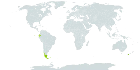 Rostkovia magellanica world distribution map, present in Argentina, Chile, Ecuador, Falkland Islands (Malvinas), New Zealand, South Georgia and the South Sandwich Islands, and Saint Helena, Ascension and Tristan da Cunha