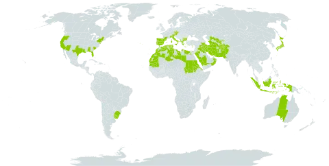 Rostraria cristata world distribution map, present in Afghanistan, Åland Islands, Albania, Australia, Austria, Bulgaria, Bermuda, Brazil, Cyprus, Czech Republic, Algeria, Egypt, Eritrea, Spain, France, Greece, Indonesia, Iran (Islamic Republic of), Iraq, Italy, Japan, Kuwait, Libya, Morocco, Mauritania, Norfolk Island, Oman, Pakistan, Palau, Portugal, Saudi Arabia, Sudan, Singapore, Turks and Caicos Islands, Turkmenistan, Tunisia, Uruguay, United States of America, and Uzbekistan