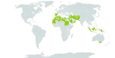 Rostraria pumila world distribution map, present in Afghanistan, Australia, Algeria, Egypt, Spain, Indonesia, Iran (Islamic Republic of), Iraq, Kuwait, Libya, Morocco, Mauritania, Oman, Pakistan, Palau, Saudi Arabia, Sudan, Singapore, and Tunisia