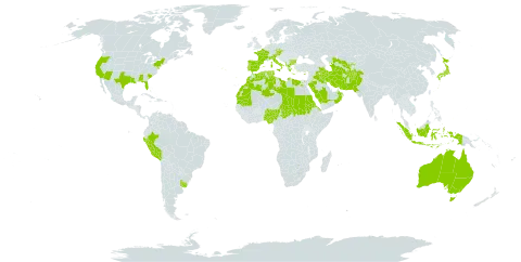 Rostraria world distribution map, present in Afghanistan, Åland Islands, Albania, Australia, Austria, Bulgaria, Bermuda, Cyprus, Czech Republic, Algeria, Egypt, Eritrea, Spain, France, Greece, Indonesia, Iran (Islamic Republic of), Iraq, Italy, Japan, Kuwait, Libya, Morocco, Mauritania, Norfolk Island, Nigeria, Oman, Pakistan, Peru, Palau, Portugal, Saudi Arabia, Sudan, Singapore, Turks and Caicos Islands, Chad, Turkmenistan, Tunisia, Uruguay, United States of America, and Uzbekistan