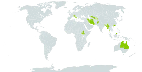 Rotala densiflora world distribution map, present in Australia, Bangladesh, China, India, Iran (Islamic Republic of), Italy, Sri Lanka, Myanmar, Malaysia, Nepal, Pakistan, South Sudan, Tajikistan, and Uzbekistan