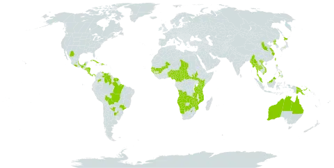 Rotala mexicana world distribution map, present in Angola, Argentina, Australia, Benin, Burkina Faso, Bolivia (Plurinational State of), Brazil, Botswana, Central African Republic, China, Cameroon, Colombia, Costa Rica, Cuba, Dominican Republic, Guinea, Guinea-Bissau, French Guiana, Honduras, Japan, Kenya, Mexico, Mali, Myanmar, Mozambique, Malawi, Malaysia, Namibia, Nigeria, Nicaragua, Nepal, Panama, Philippines, Papua New Guinea, Korea (Democratic People's Republic of), Paraguay, Senegal, El Salvador, South Sudan, Suriname, Chad, Thailand, Taiwan, Province of China, Tanzania, United Republic of, Venezuela (Bolivarian Republic of), Viet Nam, South Africa, Zambia, and Zimbabwe