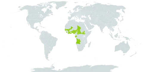 Rotala welwitschii world distribution map, present in Angola, Benin, Burkina Faso, Central African Republic, Côte d'Ivoire, Gabon, Ghana, Guinea-Bissau, Mali, Nigeria, Senegal, Sierra Leone, South Sudan, Chad, and Togo