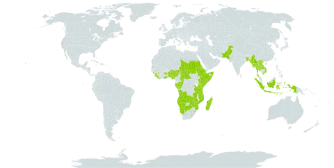 Rotheca world distribution map, present in Angola, Benin, Burkina Faso, Bangladesh, Botswana, Central African Republic, Congo, Cabo Verde, Djibouti, Eritrea, Ethiopia, Gabon, Ghana, Guinea, Indonesia, Kenya, Lao People's Democratic Republic, Liberia, Lesotho, Madagascar, Myanmar, Mozambique, Namibia, Nigeria, Nepal, Pakistan, Rwanda, Sudan, Sierra Leone, Somalia, eSwatini, Seychelles, Chad, Thailand, Tanzania, United Republic of, Uganda, Viet Nam, Zambia, and Zimbabwe