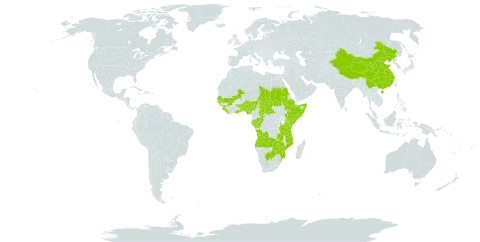 Rothmannia world distribution map, present in Angola, Benin, Burkina Faso, Botswana, Central African Republic, China, Congo, Cabo Verde, Ethiopia, Gabon, Ghana, Guinea, Gambia, Guinea-Bissau, Kenya, Liberia, Mali, Mozambique, Nigeria, Sudan, Senegal, Sierra Leone, Somalia, eSwatini, Seychelles, Chad, Togo, Tanzania, United Republic of, Uganda, Zambia, and Zimbabwe