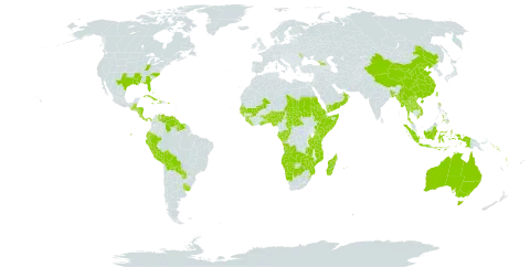 Rottboellia world distribution map, present in Angola, Åland Islands, Andorra, Australia, Benin, Burkina Faso, Bangladesh, Bahamas, Belize, Bolivia (Plurinational State of), Botswana, Central African Republic, China, Congo, Comoros, Costa Rica, Cuba, Cayman Islands, Dominica, Ecuador, Eritrea, Ethiopia, Gabon, Georgia, Ghana, Guinea, Gambia, Guinea-Bissau, Guatemala, Guyana, Honduras, Haiti, Indonesia, Jamaica, Kenya, Lao People's Democratic Republic, Liberia, Moldova (Republic of), Madagascar, Mali, Myanmar, Mozambique, Mauritius, Namibia, Norfolk Island, Nigeria, Nicaragua, Nepal, Oman, Panama, Peru, Philippines, Puerto Rico, Paraguay, Réunion, Sudan, Senegal, Solomon Islands, Sierra Leone, Somalia, Suriname, eSwatini, Seychelles, Chad, Togo, Thailand, Taiwan, Province of China, Tanzania, United Republic of, Uganda, Uruguay, United States of America, Venezuela (Bolivarian Republic of), Viet Nam, Vanuatu, Yemen, Zambia, and Zimbabwe