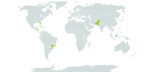 Roystonea regia world distribution map, present in Bahamas, Belize, Brazil, Cuba, Cayman Islands, Dominica, Honduras, Haiti, Pakistan, Panama, Puerto Rico, and United States of America