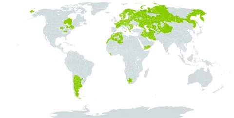 Rubus caesius world distribution map, present in Afghanistan, Albania, Argentina, Austria, Azerbaijan, Belgium, Bulgaria, Bosnia and Herzegovina, Belarus, Canada, Switzerland, China, Czech Republic, Germany, Denmark, Algeria, Spain, Estonia, Finland, France, United Kingdom of Great Britain and Northern Ireland, Greece, Croatia, Hungary, Iran (Islamic Republic of), Iraq, Italy, Kazakhstan, Kyrgyzstan, Liberia, Liechtenstein, Lithuania, Luxembourg, Latvia, Morocco, North Macedonia, Malta, Montenegro, Netherlands, Norway, Poland, Portugal, Romania, Russian Federation, Serbia, Slovakia, Slovenia, Sweden, Tajikistan, Turkmenistan, Ukraine, United States of America, Uzbekistan, Yemen, and South Africa