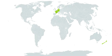 Rubus cardiophyllus world distribution map, present in Belgium, Germany, Denmark, France, United Kingdom of Great Britain and Northern Ireland, Netherlands, and New Zealand