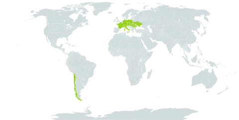 Rubus constrictus world distribution map, present in Austria, Belgium, Switzerland, Chile, Czech Republic, Germany, France, Hungary, Italy, Poland, Romania, Slovakia, Slovenia, and Ukraine