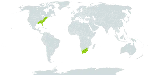 Rubus cuneifolius world distribution map, present in United States of America and South Africa