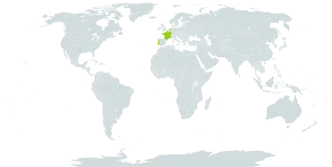 Rubus genevierii world distribution map, present in France, Luxembourg, Netherlands, and Portugal