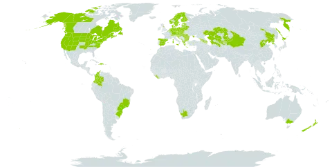 Rubus idaeus world distribution map, present in Albania, Andorra, Armenia, Australia, Austria, Azerbaijan, Belgium, Bulgaria, Bosnia and Herzegovina, Belarus, Brazil, Canada, Switzerland, China, Colombia, Czech Republic, Germany, Denmark, Dominican Republic, Spain, Estonia, Finland, France, United Kingdom of Great Britain and Northern Ireland, Georgia, Greece, Croatia, Haiti, Hungary, Italy, Japan, Kazakhstan, Kyrgyzstan, Liberia, Liechtenstein, Lithuania, Luxembourg, Latvia, North Macedonia, Malta, Montenegro, Netherlands, Norway, New Zealand, Poland, Korea (Democratic People's Republic of), Portugal, Romania, Russian Federation, Serbia, Slovakia, Slovenia, Sweden, Tajikistan, Turkmenistan, Ukraine, United States of America, Uzbekistan, and South Africa