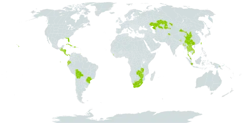 Rubus niveus world distribution map, present in Afghanistan, Bolivia (Plurinational State of), Brazil, Bhutan, China, Costa Rica, Cuba, Dominican Republic, Ecuador, Guatemala, Honduras, Indonesia, India, Kazakhstan, Lao People's Democratic Republic, Sri Lanka, Myanmar, Malaysia, Nicaragua, Nepal, Pakistan, Panama, Philippines, Papua New Guinea, Puerto Rico, El Salvador, eSwatini, Thailand, Trinidad and Tobago, Taiwan, Province of China, United States of America, Viet Nam, South Africa, Zambia, and Zimbabwe