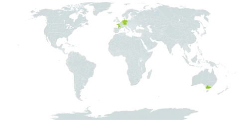 Rubus rosaceus world distribution map, present in Australia, Belgium, Germany, France, Luxembourg, and Netherlands