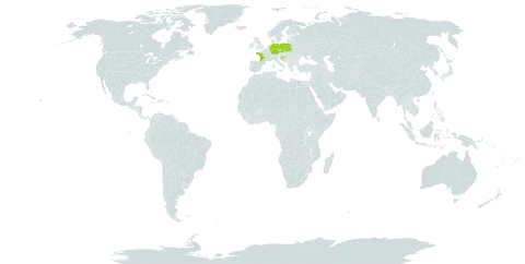 Rubus scaber world distribution map, present in Czech Republic, Germany, France, United Kingdom of Great Britain and Northern Ireland, Croatia, and Poland