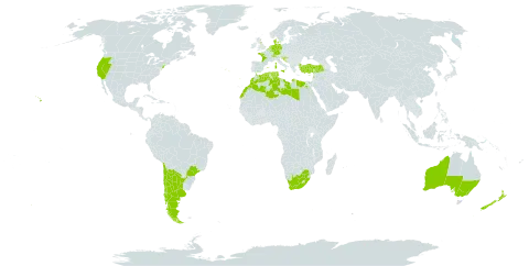 Rubus ulmifolius world distribution map, present in Andorra, Argentina, Australia, Belgium, Bosnia and Herzegovina, Brazil, Switzerland, Chile, Germany, Denmark, Algeria, Egypt, Spain, France, United Kingdom of Great Britain and Northern Ireland, Gibraltar, Croatia, Italy, Lebanon, Libya, Luxembourg, Morocco, North Macedonia, Malta, Netherlands, New Zealand, Portugal, Slovenia, Tunisia, Turkey, United States of America, and South Africa