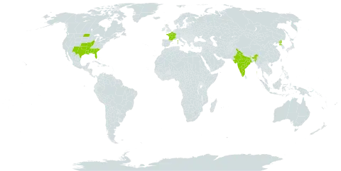 Rudbeckia amplexicaulis world distribution map, present in France, United Kingdom of Great Britain and Northern Ireland, India, Korea (Democratic People's Republic of), and United States of America