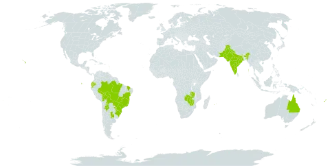 Ruellia brevifolia world distribution map, present in Argentina, Australia, Bolivia (Plurinational State of), Brazil, Ecuador, Fiji, Guadeloupe, India, Mauritius, Malaysia, Pakistan, Paraguay, Réunion, Sao Tome and Principe, United States of America, Zambia, and Zimbabwe