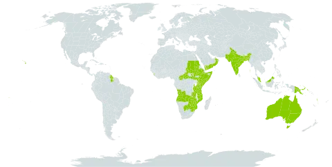 Ruellia prostrata world distribution map, present in Angola, Australia, Bangladesh, Botswana, Central African Republic, Ethiopia, Guyana, India, Kenya, Sri Lanka, Mozambique, Malawi, Malaysia, Nepal, Oman, Pakistan, Papua New Guinea, Sudan, Somalia, South Sudan, eSwatini, Tanzania, United Republic of, Uganda, United States of America, Vanuatu, Samoa, Yemen, South Africa, Zambia, and Zimbabwe