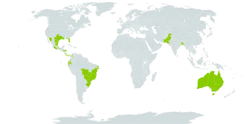 Ruellia simplex world distribution map, present in Australia, Bangladesh, Brazil, Colombia, Costa Rica, Ecuador, Honduras, Mexico, Pakistan, Panama, and United States of America